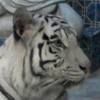whitetiger0275